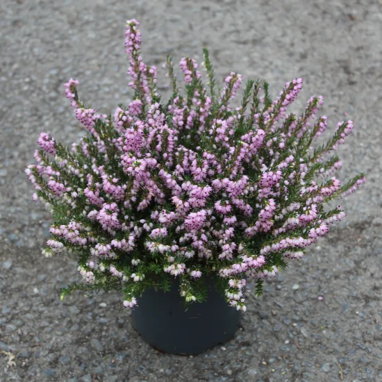Bruyère 'Rose'