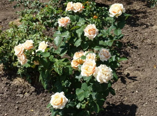 Rosier 'Dune '