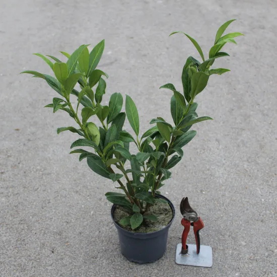 Laurier palme 'Caucasica darts'