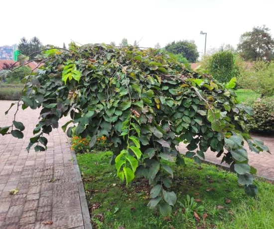 Orme pleureur 'Glabra pendula'