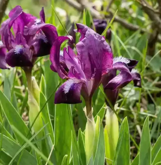 Iris nain 'Jenny grace'
