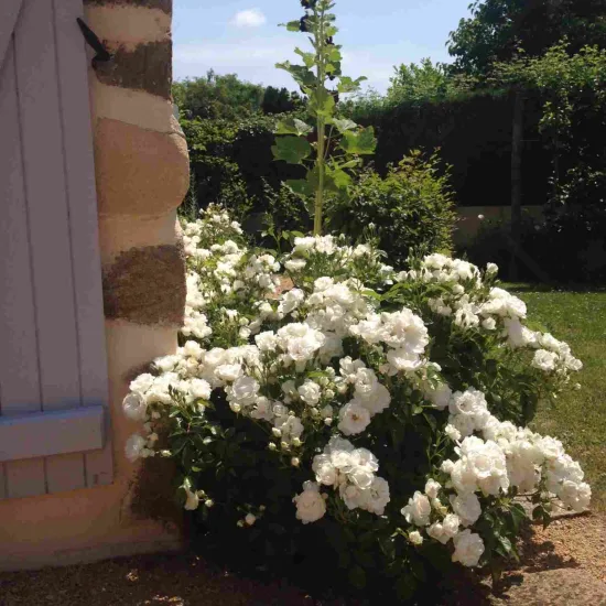Rosier 'Dominique loiseau '