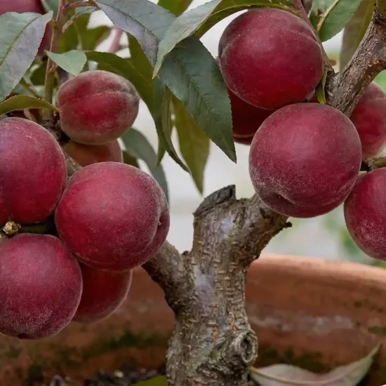Pêcher nain 'Rubis'
