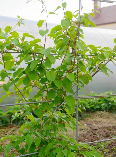 Kiwi 'Issai autofertile'