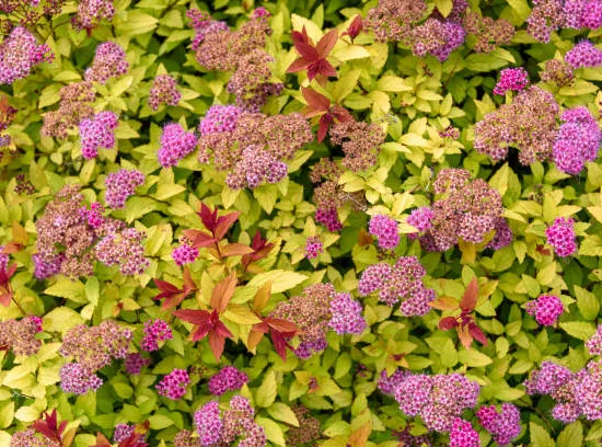 Spirée à floraison rouge 'Goldflame'