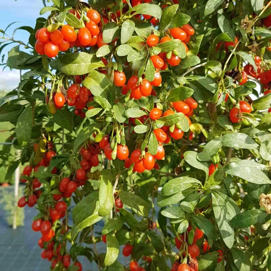 Goji