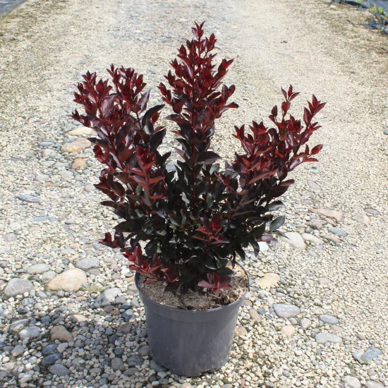 Lilas des indes 'Dynamite'