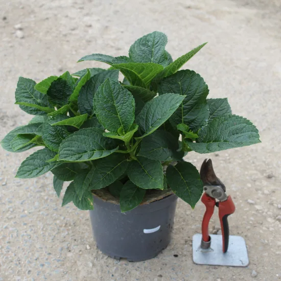 Hortensia 'Blanc'