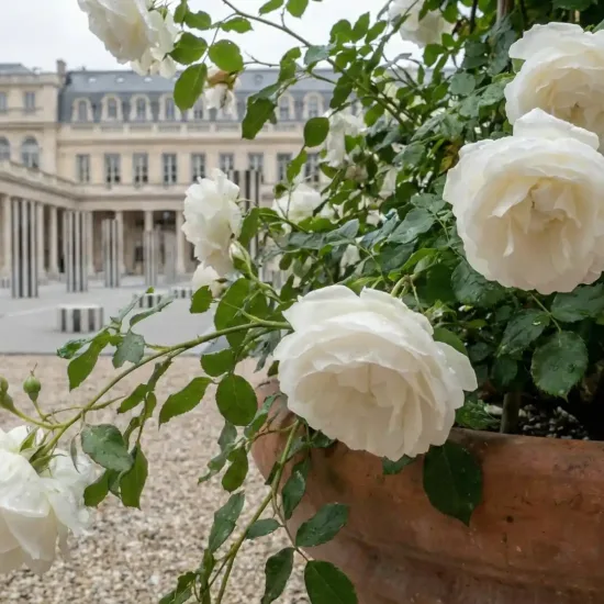 Rosier 'Palais royal '