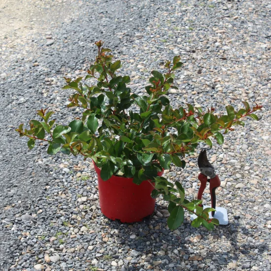Lilas des indes 'Perigord pourpre'