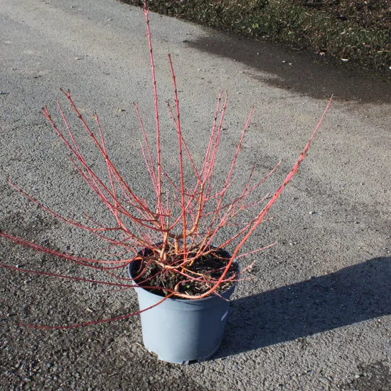 Cornouiller sanguin 'Midwinter fire'