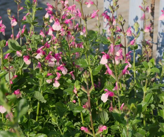 Sauge microphylle "salvinio pink"