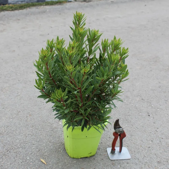 Arbousier, Arbre aux fraises Mercurius