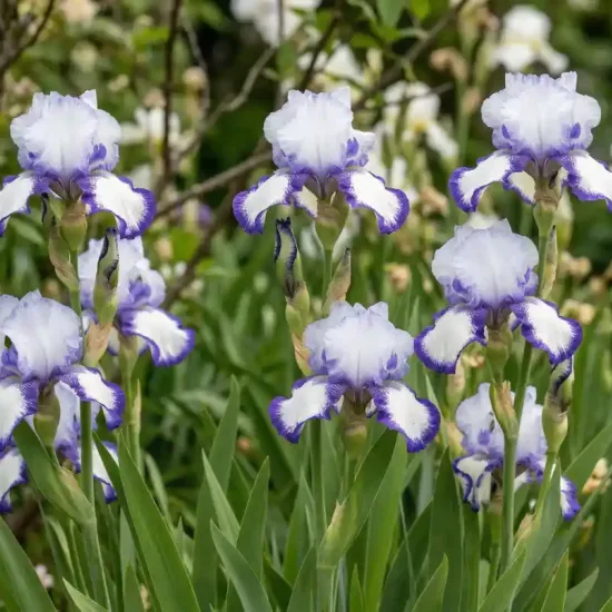 Iris 'Rococo bleu blanc'