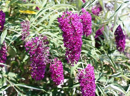 Arbre aux papillons magenta