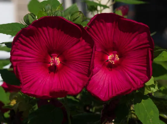 Hibiscus des marais 'Summerific midnight marvel'