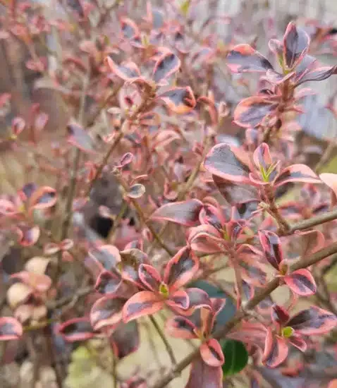 Coprosme 'Rainbow surprise'