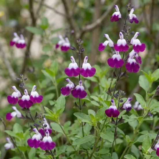 Sauge de graham 'Amethyst lips'