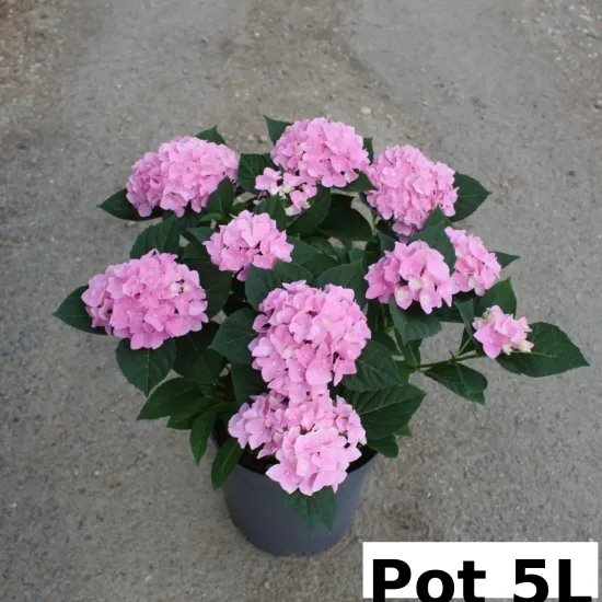 Hortensia 'Rose'