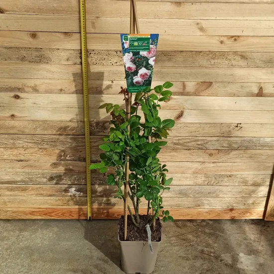 Rosier 'Nahema '