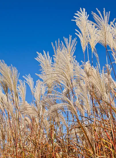 MISCANTHUS sinensis graziella, roseau de Chine
