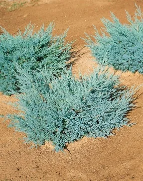 Genévrier de pfitzer 'Pfitzeriana glauca'