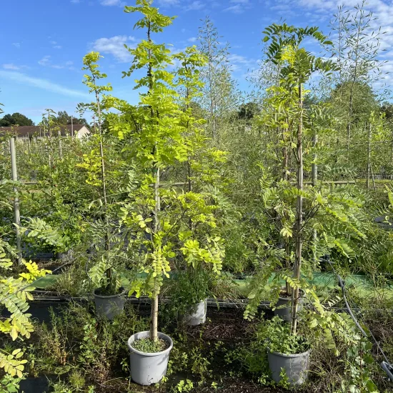 Robinier faux-acacia 'Frisia'