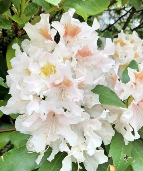 Azalée japonaise 'Lily blanc'