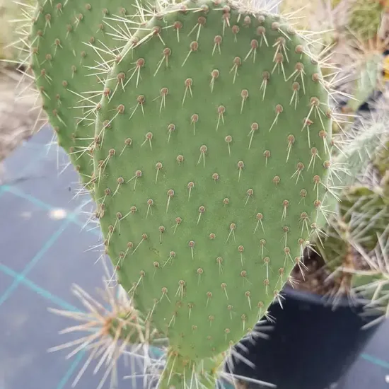 Figuier de barbarie 'Xoconostle'