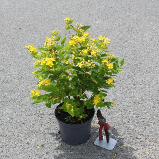 Millepertuis 'Magical sunshine'