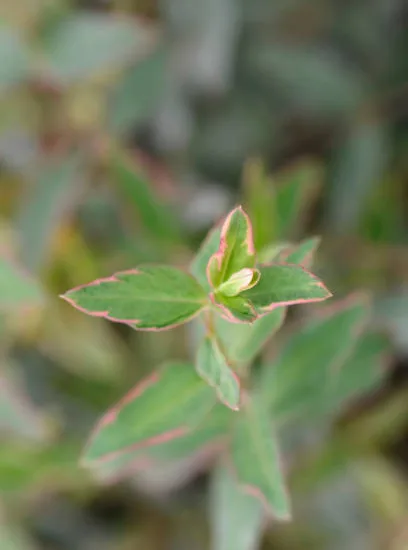 Millepertuis 'Tricolor'
