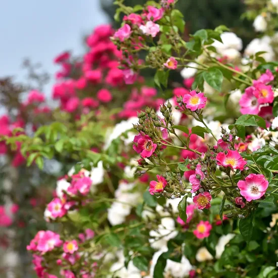 Rosier 'Bicolore vissegam'