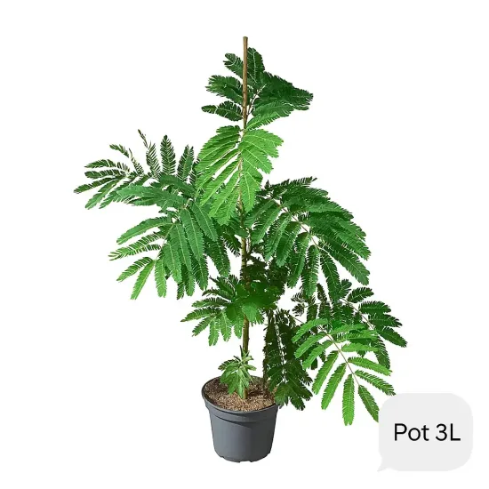Arbre à soie