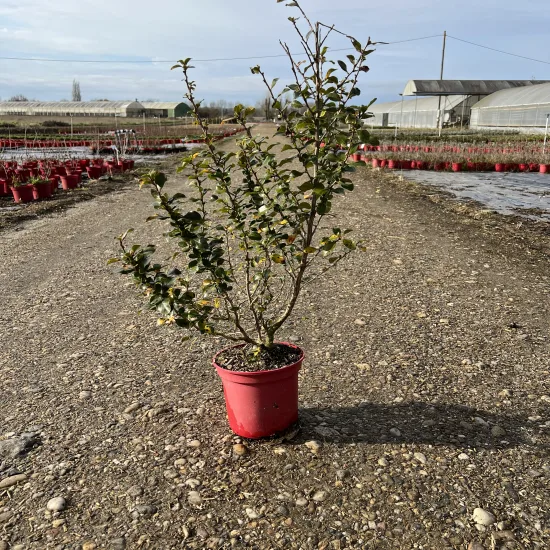Escallonia blanc