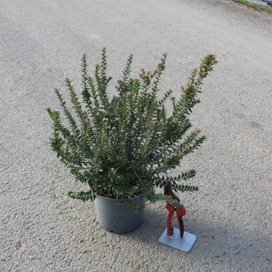 Myrte 'Tarentina'