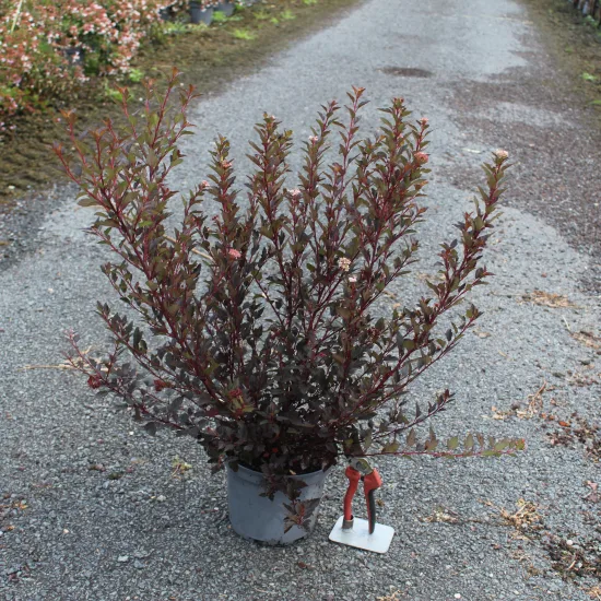 Physocarpe 'Little jocker'