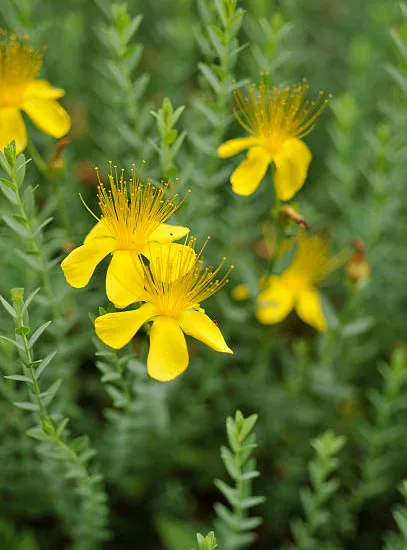 Millepertuis arbustif 'hicdote'