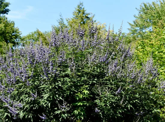 Arbre au poivre 'Laciniata'