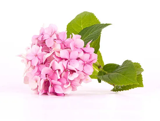 Hortensia 'Rose'