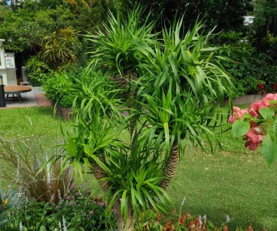 Yucca pied d'éléphant