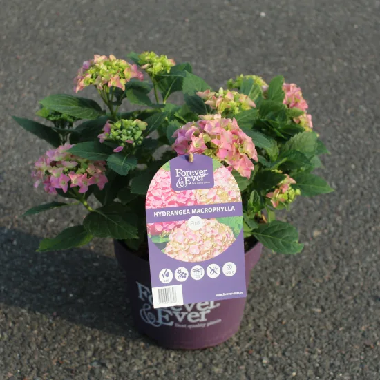 Hortensia 'Forever and ever rose'