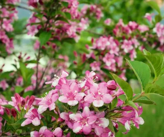 Weigelia 'Marjorie'