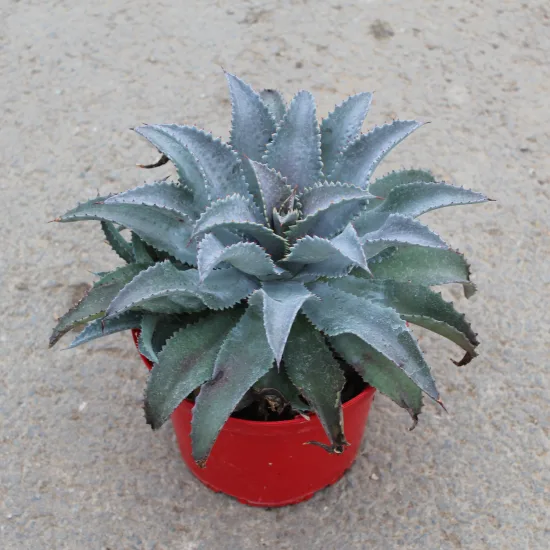 Mangave 'Silver fox'