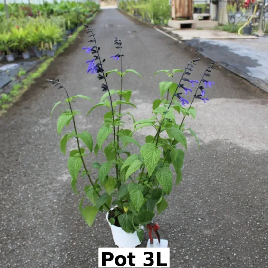 Sauge guarani 'Black and bloom'
