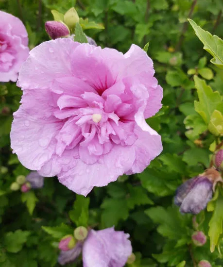 Althéa 'Lavender chiffon'