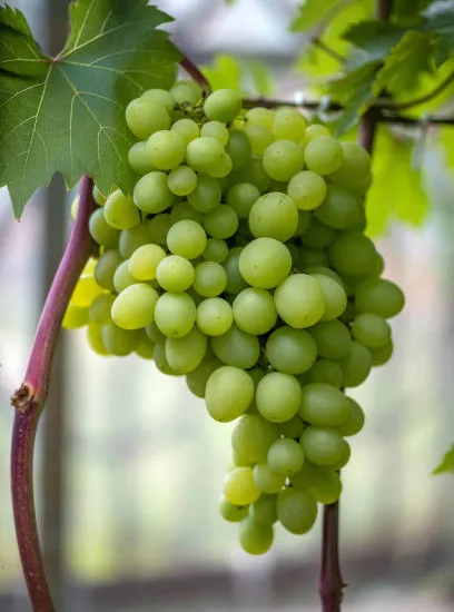 Vigne 'De table centennial seedless'