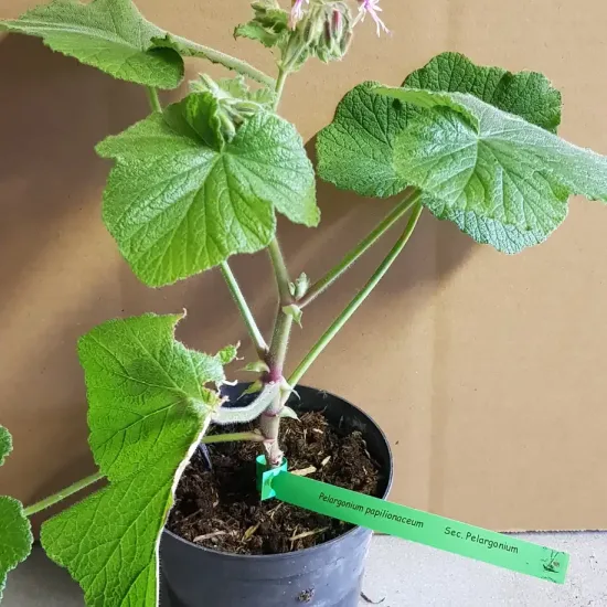 Géranium au parfum de citron ' '