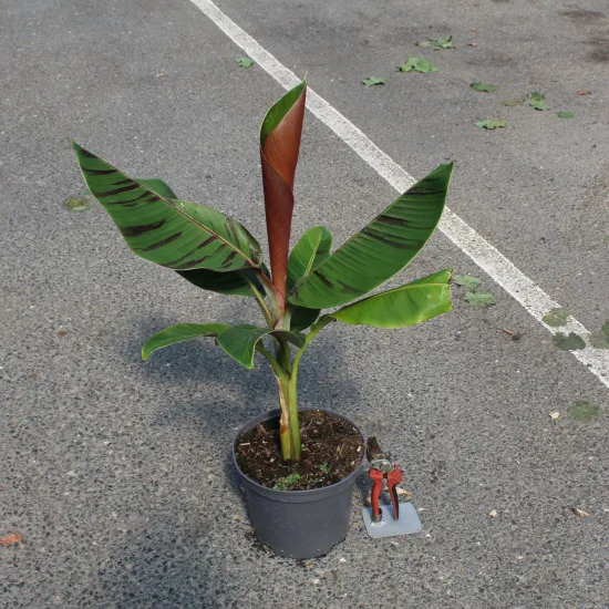 Bananier Plantain