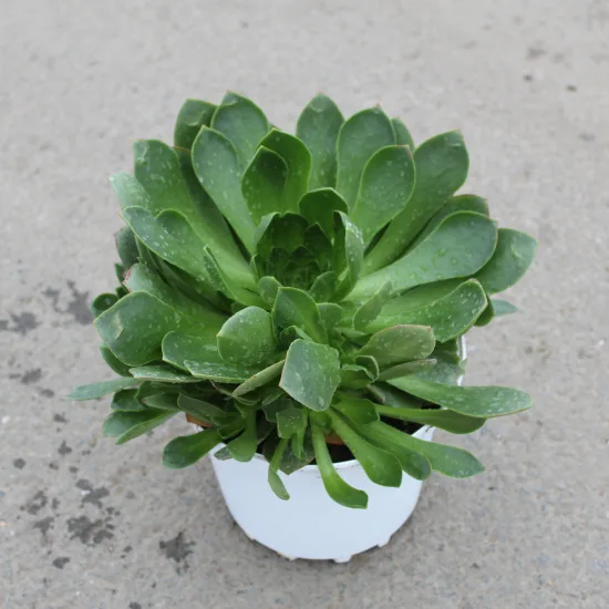 Semponium 'Diamond'