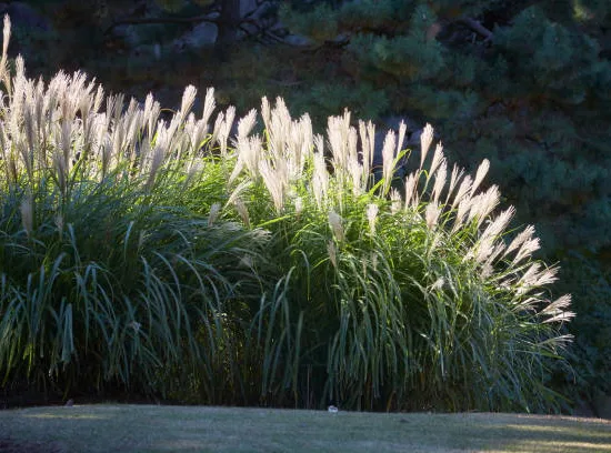 MISCANTHUS sinensis graziella, roseau de Chine